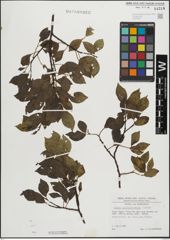 Foto von Salix mielichhoferi Saut.
